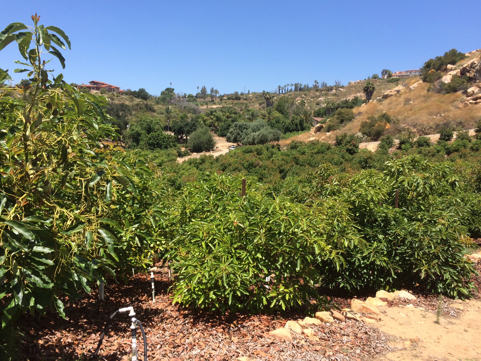 A look at San Diego County’s growing agriculture economy ImperialSan Diego Currents