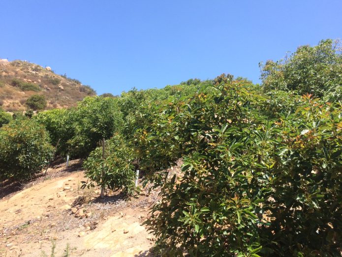 A look at San Diego County’s growing agriculture economy ImperialSan